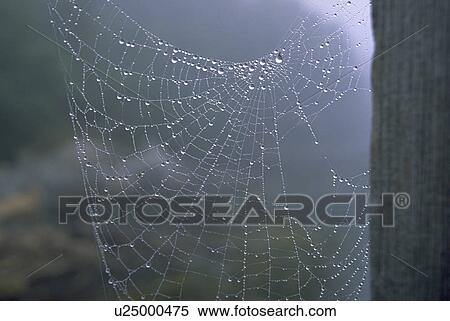 web, nature, spider, home, texture, pattern View Large Photo Image Stock Photography - web, nature, spider, home, texture, pattern. Fotosearch