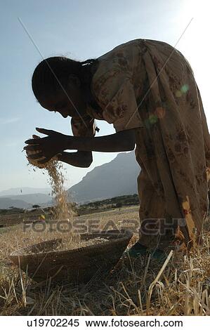 wheat, person, tigray, ghiraltar, ethiopia, people View Large Photo Image Stock Photography - wheat, person, tigray, ghiraltar, ethiopia, people. Fotosearch