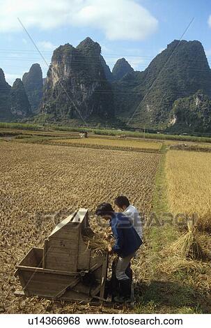 yangshuo, china, rice, threshing, farmers, 3637 View Large Photo Image Stock Photo - yangshuo, china, rice, threshing, farmers, 3637. Fotosearch