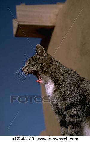 yawns, gray, cat, bicolor, white, black View Large Photo Image Stock Photo - yawns, gray, cat, bicolor, white, black. Fotosearch