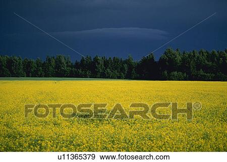yellow, storm, approaching, flowers, field View Large Photo Image Stock Photo - yellow, storm, approaching, flowers, field. Fotosearch