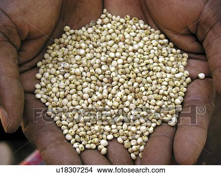 zambia, people, person, nature, pattern, food View Large Photo Image Picture - zambia, people, person, nature, pattern, food. Fotosearch