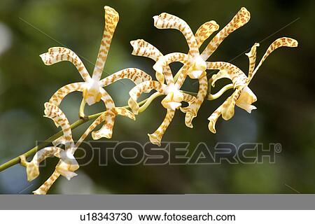 花 蜘蛛 蘭花 持有人 蘭花 熱帶種類最齊全的圖像 U Fotosearch