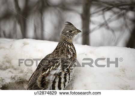 43, grouse, mediumsized, umbellus, bonasa, ruffed View Large Photo Image Stock Photo - 43, grouse, mediumsized, umbellus, bonasa, ruffed. Fotosearch