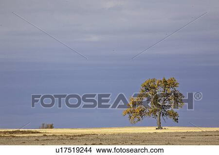 738, tree, highway, secondary, prairie, lone View Large Photo Image Picture - 738, tree, highway, secondary, prairie, lone. Fotosearch