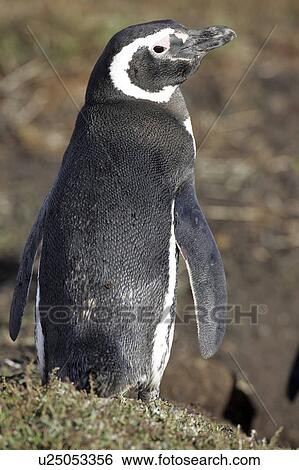 accessory, penguin, birds, islands, falkland, magellanic View Large Photo Image Stock Photograph - accessory, penguin, birds, islands, falkland, magellanic. Fotosearch
