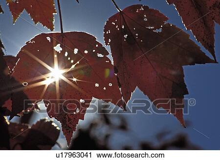 acer, shining, leaves, maple, through, sun View Large Photo Image Stock Image - acer, shining, leaves, maple, through, sun. Fotosearch