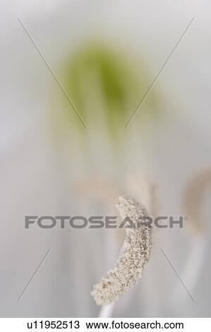 Stock Image - agribusiness, parts, beauty, detail, flower, reproductive. Fotosearch