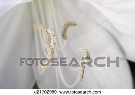 Stock Image - agribusiness, parts, beauty, detail, flower, reproductive. Fotosearch