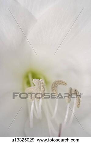 agribusiness, parts, beauty, detail, flower, reproductive View Large Photo Image Stock Photo - agribusiness, parts, beauty, detail, flower, reproductive. Fotosearch