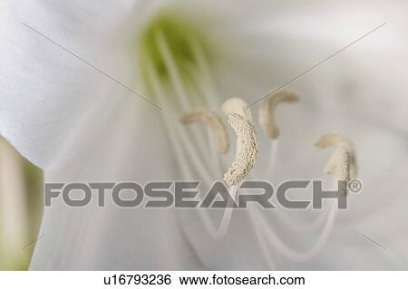 Stock Photograph - agribusiness, parts, beauty, detail, flower, reproductive. Fotosearch
