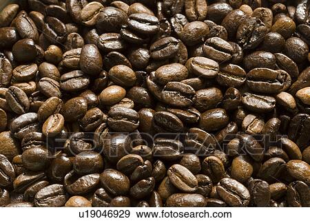 Stock Photo - agricultural, bean, agriculture, brown, java, coffee. Fotosearch