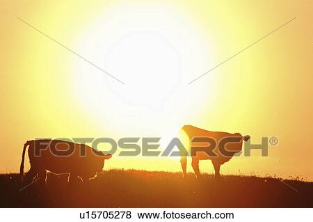 Stock Photo - agricultural, farming, saskatchewan, part, important, livestock. Fotosearch
