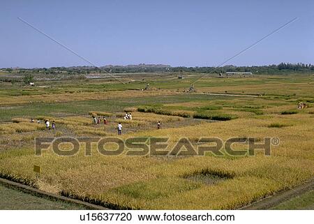 Stock Image - agronomics, fields, agriculture, farming, india, rice. Fotosearch