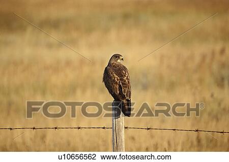 alberta, hawk, southwestern, post, fence, swainsons View Large Photo Image Stock Image - alberta, hawk, southwestern, post, fence, swainsons. Fotosearch