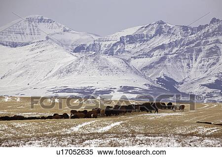 Stock Photography - alberta, mountains, covered, snow, winter, rocky. Fotosearch