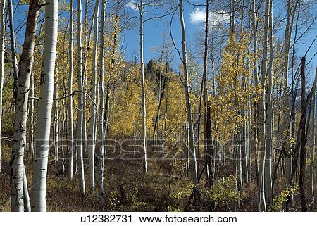 alpine, forest, fall, autumn, aspen, tree View Large Photo Image Stock Image - alpine, forest, fall, autumn, aspen, tree. Fotosearch
