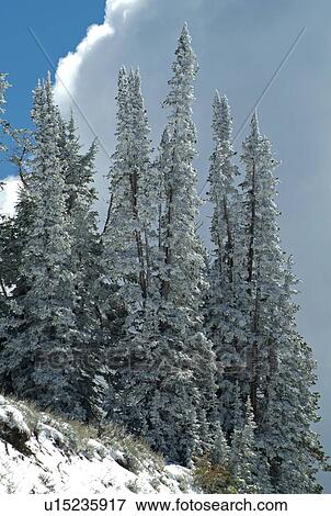 alpine, forest, pine, snow, winter, tree View Large Photo Image Stock Photo - alpine, forest, pine, snow, winter, tree. Fotosearch