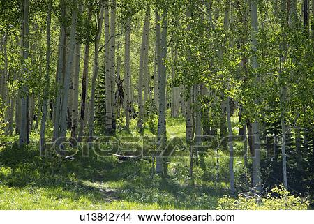 alpine, forest, summer, spring, aspen, tree View Large Photo Image Picture - alpine, forest, summer, spring, aspen, tree. Fotosearch