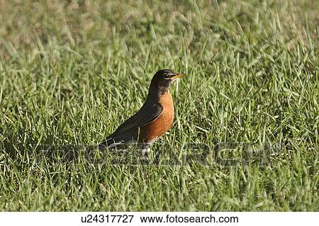 Stock Photo - american, southern, scenic, robin, first. Fotosearch