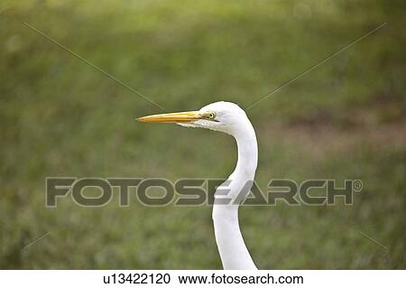 ardea, egret, usa, florida, scenic, great View Large Photo Image Stock Image - ardea, egret, usa, florida, scenic, great. Fotosearch
