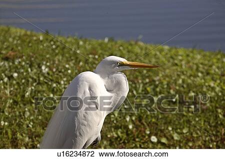 ardea, egret, usa, florida, scenic, great View Large Photo Image Stock Image - ardea, egret, usa, florida, scenic, great. Fotosearch