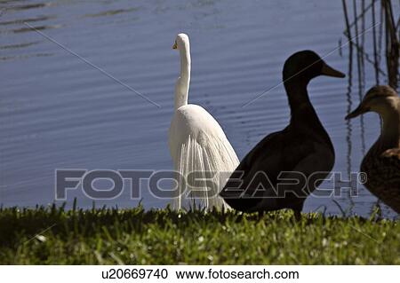 Stock Image - ardea, egret, usa, florida, scenic, great. Fotosearch