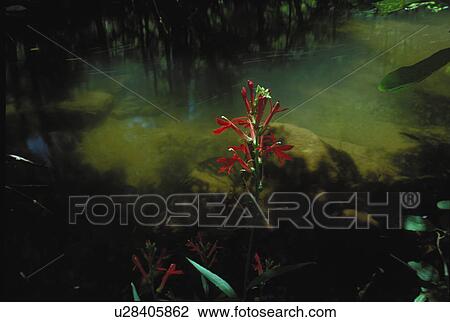 Stock Image - arizona, flower, sedona, creek, oak, subterranean. Fotosearch