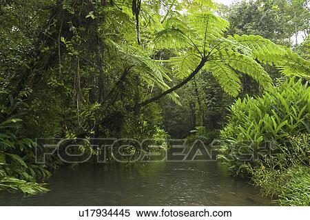 Stock Photography - australia, green, east, north, rainforrest, lush. Fotosearch