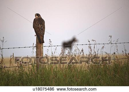 background, hawk, moose, post, fence, swainsons View Large Photo Image Stock Photograph - background, hawk, moose, post, fence, swainsons. Fotosearch
