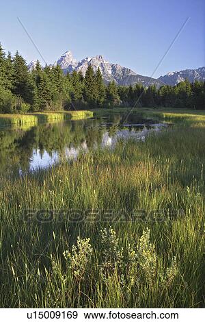 backwater, meadow, reflected, mountains, teton, grassy View Large Photo Image Stock Photo - backwater, meadow, reflected, mountains, teton, grassy. Fotosearch