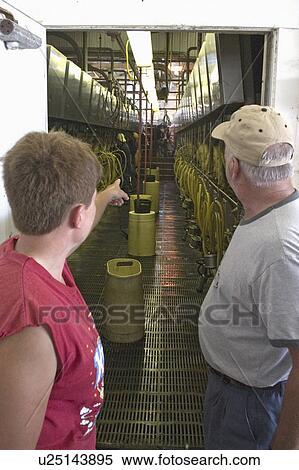 Stock Photography - barn, guide, milking, cow, showing, tour. Fotosearch