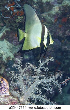 Picture - batfish, reef, swimming, pinnate. Fotosearch