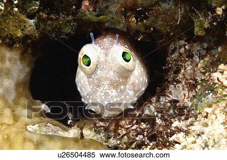 Stock Photography - beautiful, segmented, blenny, pink, portrait. Fotosearch