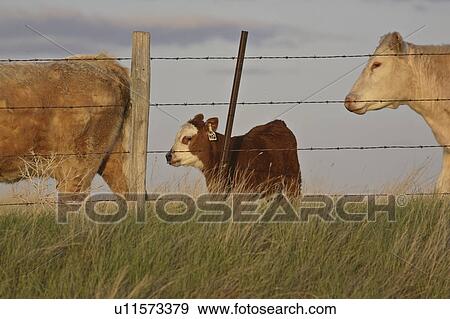 Stock Photo - beef, fence, canada, saskatchewan, scenic, cattle. Fotosearch