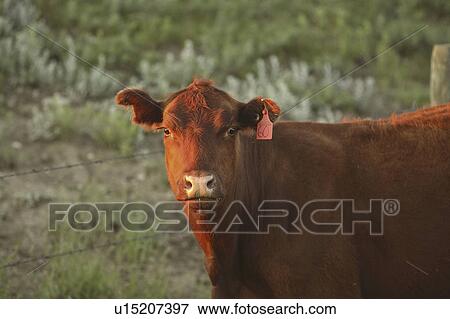 big, sun, cow, tagged, lighting, setting View Large Photo Image Stock Photo - big, sun, cow, tagged, lighting, setting. Fotosearch