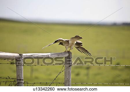 Stock Image - bird, hawk, large, swainsoni, buteo, swainsons. Fotosearch
