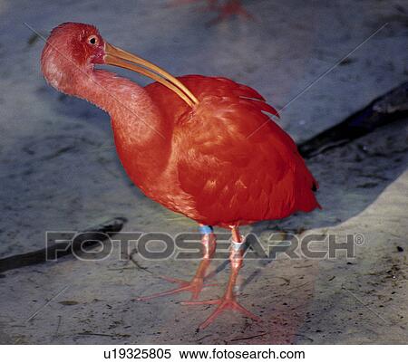 Stock Photography - bird, ibis, identification, band, leg, scarlet. Fotosearch