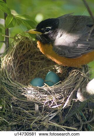 bird, nest, baby, animal, egg, robin View Large Photo Image Stock Image - bird, nest, baby, animal, egg, robin. Fotosearch