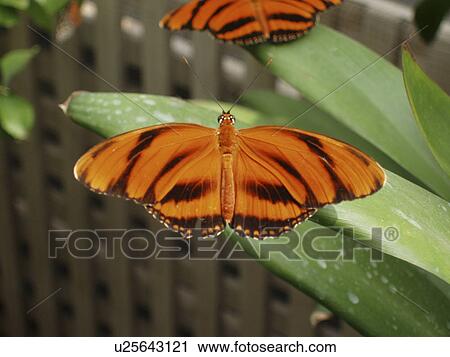 Stock Image - black, fly, butterfly, striped, orange. Fotosearch