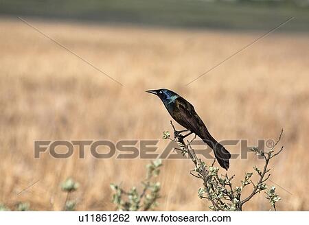 Stock Image - blackbird, grackle, large, quiscula, quiscalus, common. Fotosearch