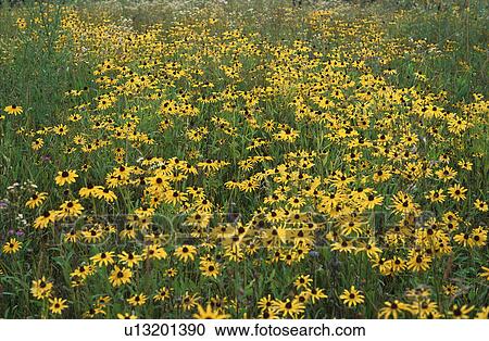 Stock Image - blackeyed, landscape, flowers, life, still, nature. Fotosearch