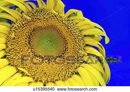 blossom, giant, full, sunflower, russian, detail View Large Photo Image Stock Image - blossom, giant, full, sunflower, russian, detail. Fotosearch