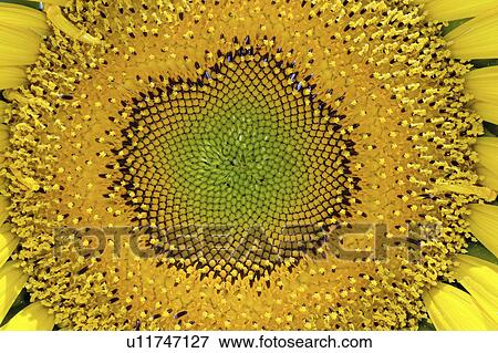 blossom, giant, full, sunflower, russian, detail View Large Photo Image Stock Photo - blossom, giant, full, sunflower, russian, detail. Fotosearch