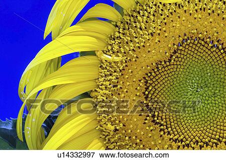 blossom, giant, full, sunflower, russian, detail View Large Photo Image Stock Photo - blossom, giant, full, sunflower, russian, detail. Fotosearch