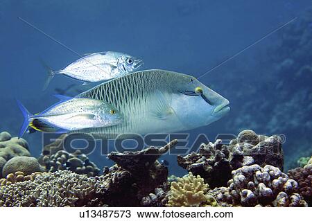 blue, wrasse, juvenile, humphead, trevally, maori View Large Photo Image Stock Image - blue, wrasse, juvenile, humphead, trevally, maori. Fotosearch
