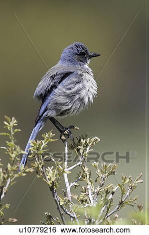 Stock Photograph - bluebird, sedalia, up, puffed, mountain. Fotosearch