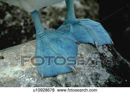 booby, web, footed, blue, feet, closeup View Large Photo Image Stock Photo - booby, web, footed, blue, feet, closeup. Fotosearch