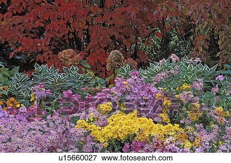 botanical, chrysanthemum, york, new, garden, korean View Large Photo Image Stock Photo - botanical, chrysanthemum, york, new, garden, korean. Fotosearch