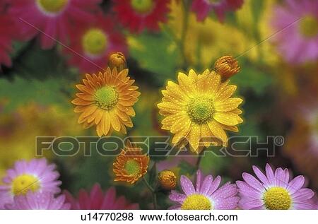 Stock Photo - botanical, chrysanthemums, york, new, asteraceae, korean. Fotosearch